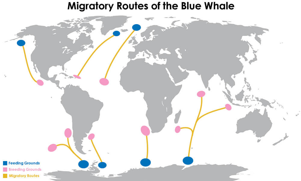 Migratory Routes of the Blue Whale